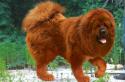 Порода тибетский мастиф: описание и фото собаки Тибетский мастиф описание породы характер